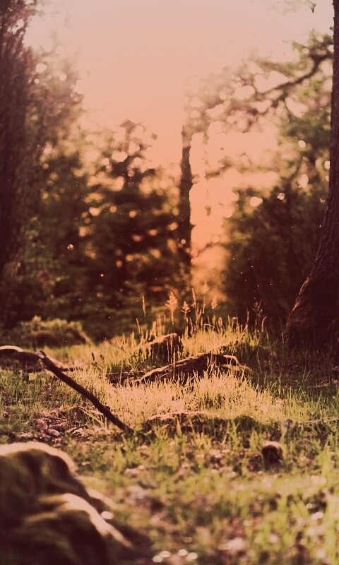 Лето в лесу обои