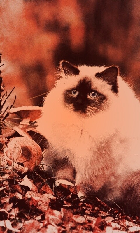 Пушистый кот среди пожелтевшей листвы обои