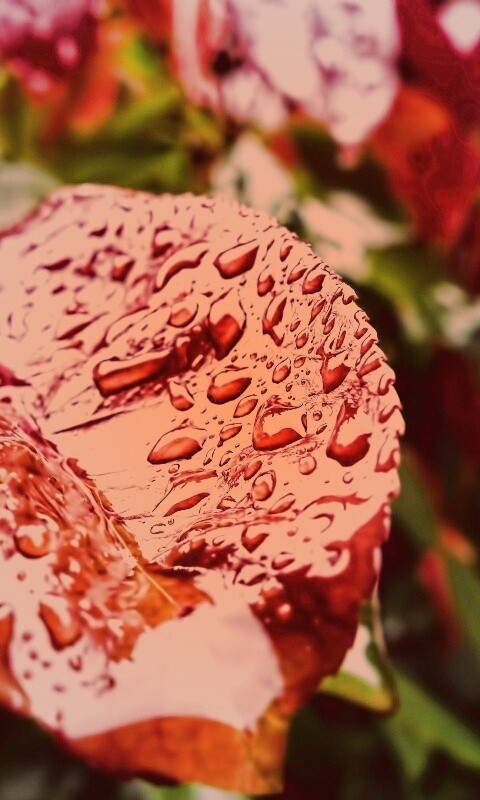 Красный лист в каплях воды обои