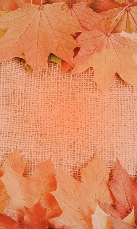 Желтые кленовые листья на холсте обои