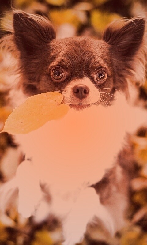 Собачка с листиком в зубах обои