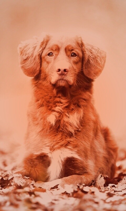 Осенний пес обои