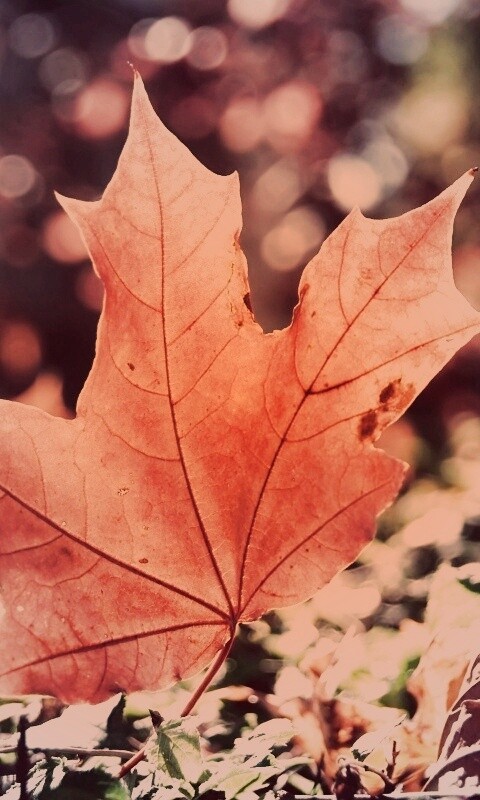 Желтый кленовый лист обои