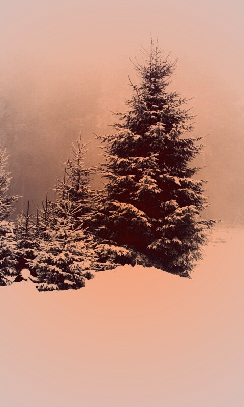 Ёлки в сугробах обои