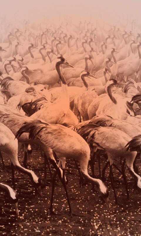 Журавли обои