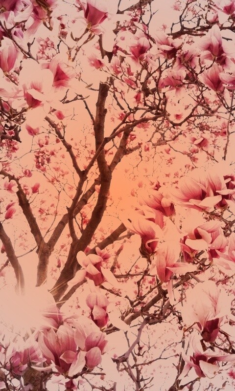Магнолия обои