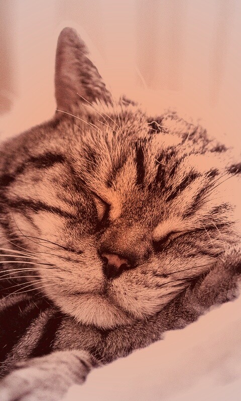 Спящий кошак обои