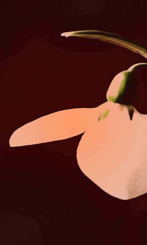 Белый цветок обои