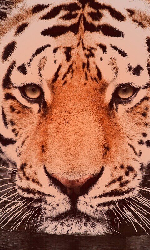 Купание тигра обои