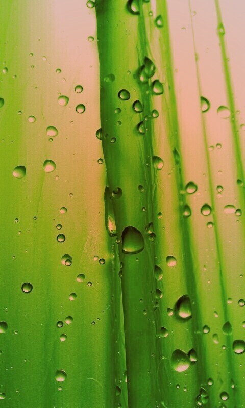 Капли на зеленом пластике обои