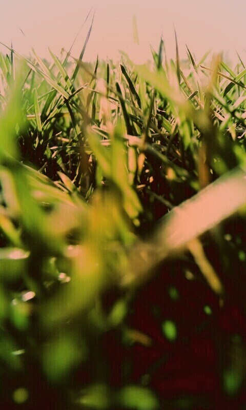 Трава обои