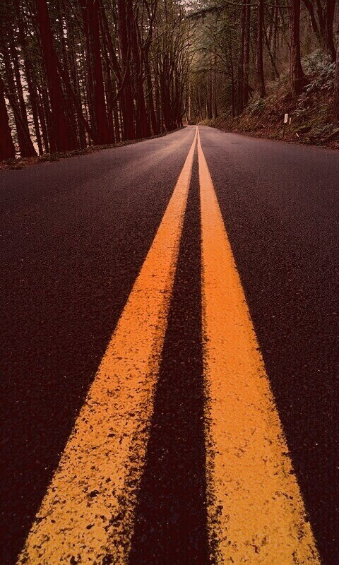 Дорога в лесу обои