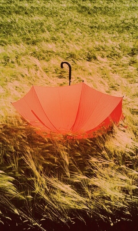 Зонт на траве обои