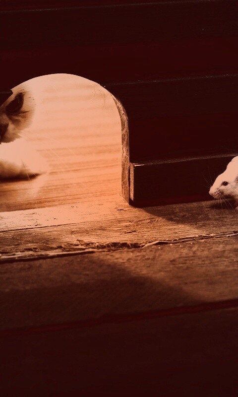 Кошки - мышки обои