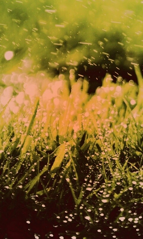 Роса на траве обои