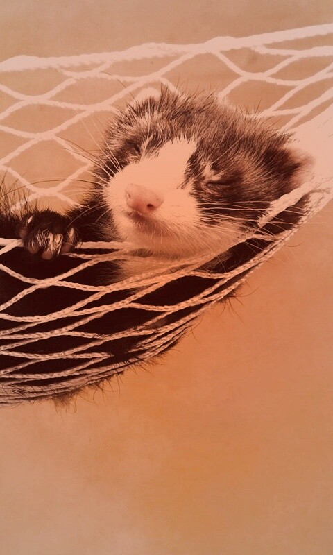 Хорек в гамаке обои