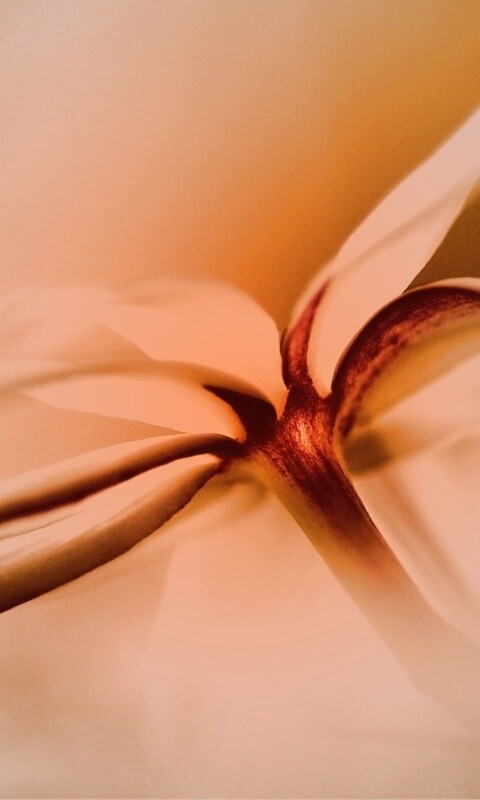 Цветок обои