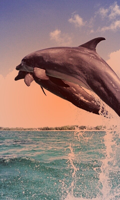 Дельфины обои