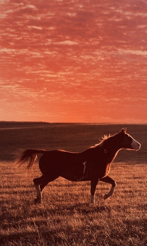 Мустанг обои