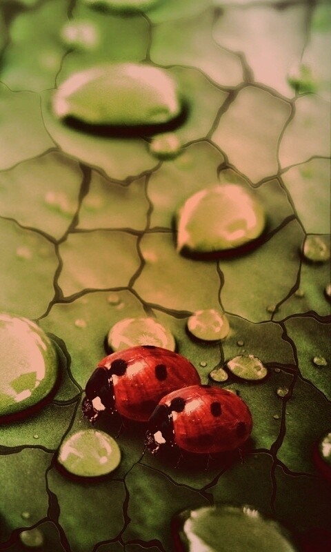 Божьи коровки обои