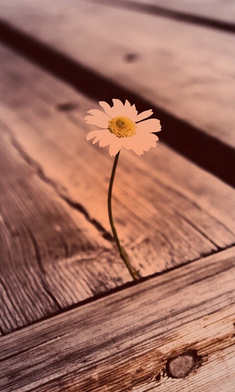 Жизнь среди смерти обои