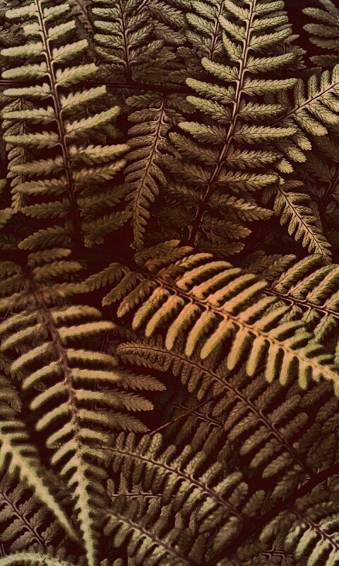 Папоротник обои