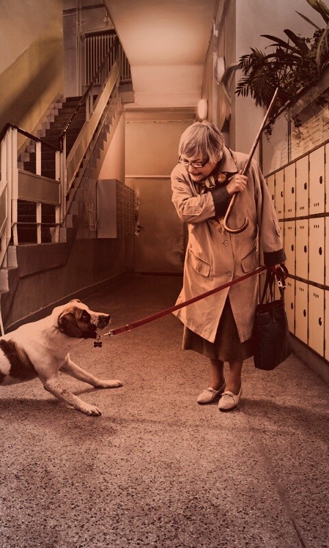 Непослушная собака обои