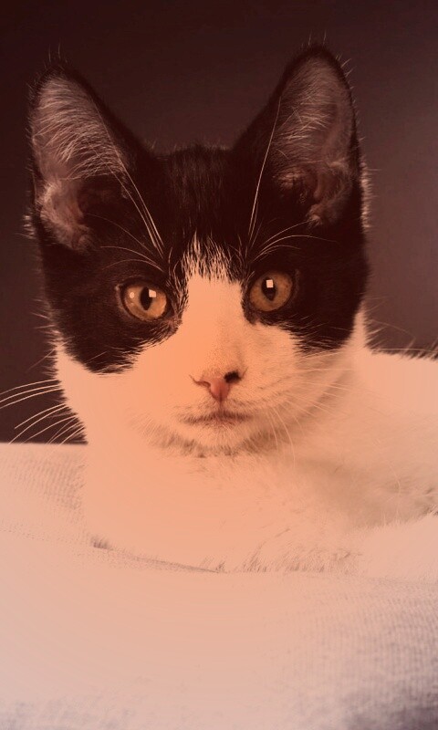 Кот на подушке обои