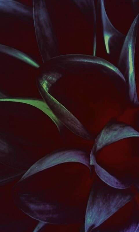 Лепестки обои