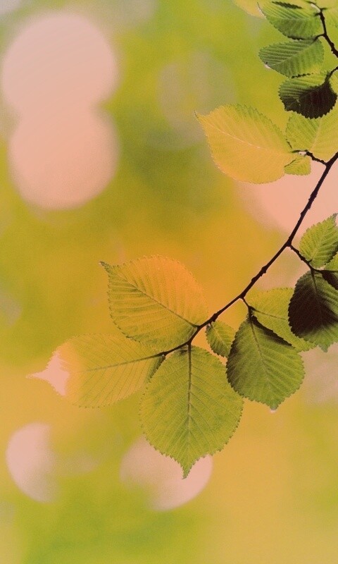 Зеленая ветка с листьями обои