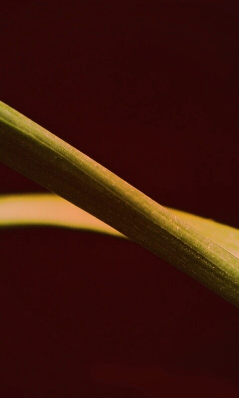 Зелень обои