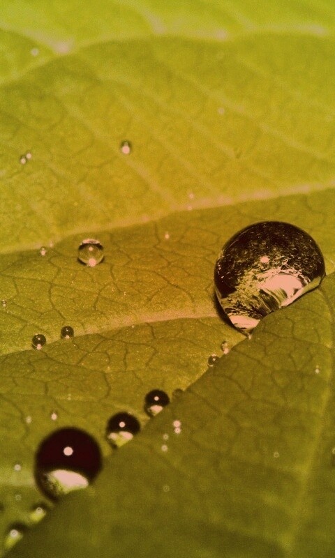Капли на листе обои