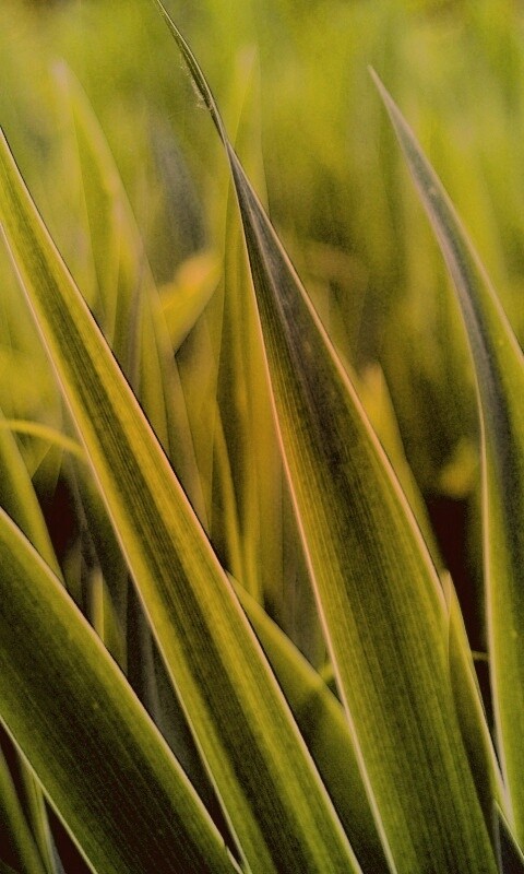 Идеальная зелень обои