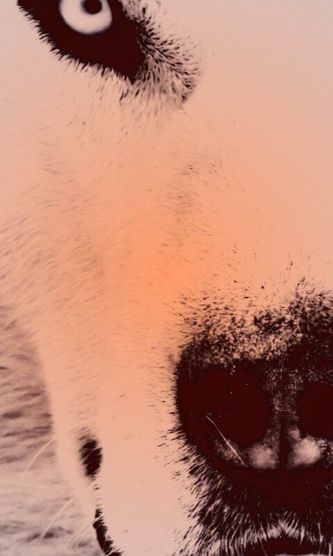 Сибирский хаски обои