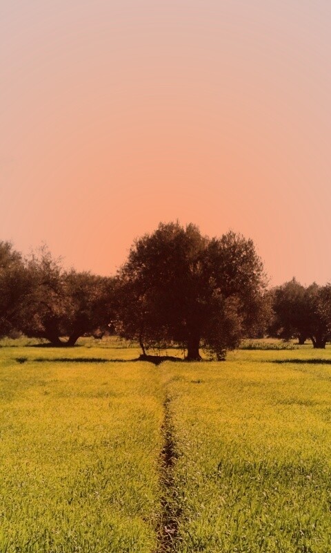 Зеленое поле обои