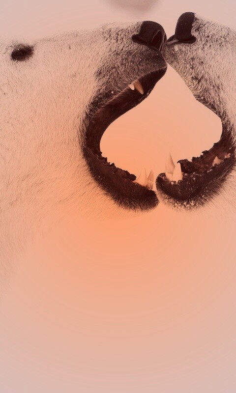 Полярные медведи обои