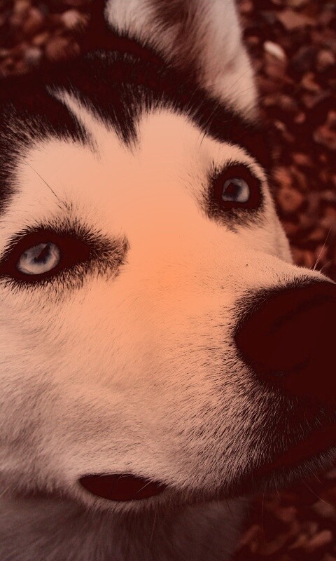 Собака хаски обои