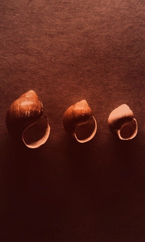 Раковины обои