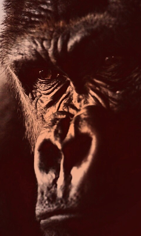 Фото орангутанга обои