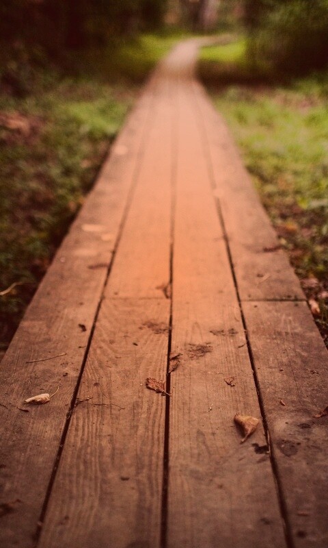 Деревянная тропинка обои