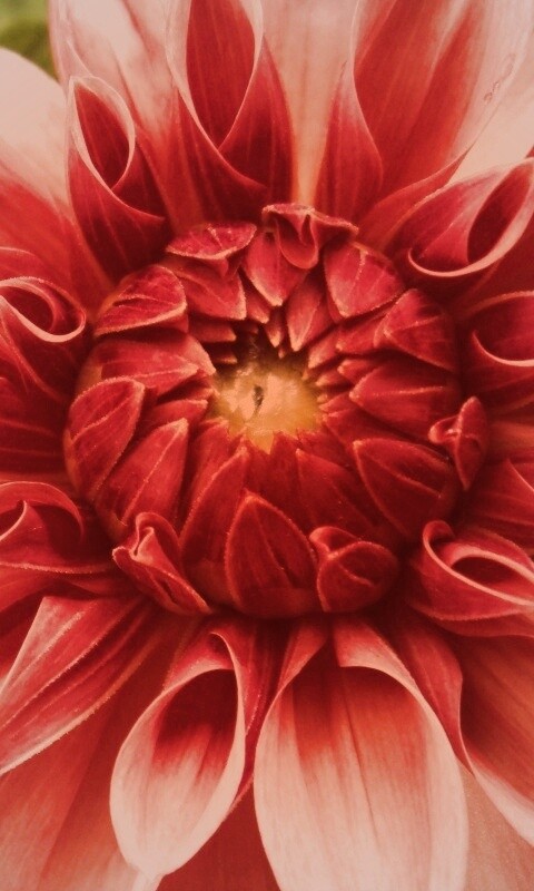 Аленький цветочек обои