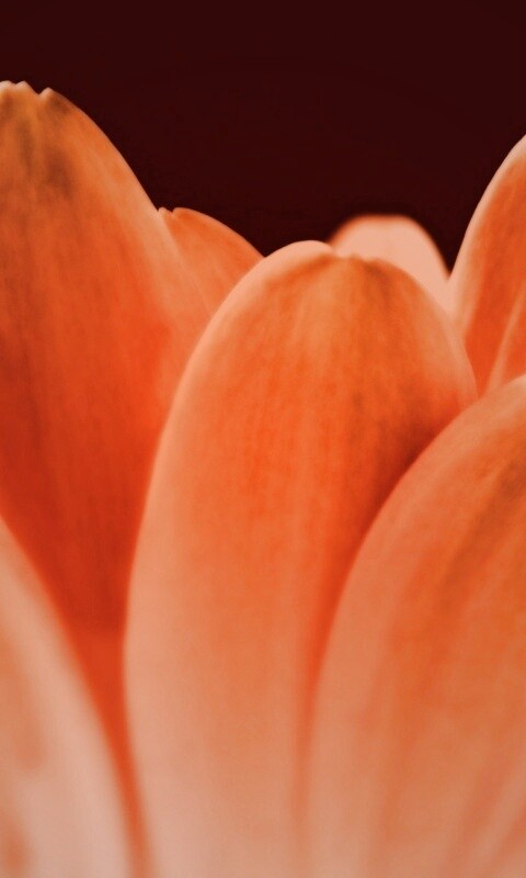 Цветочные лепестки обои