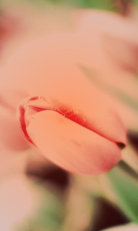 Красивый тюльпан обои