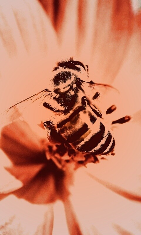 Пчела на цветке обои