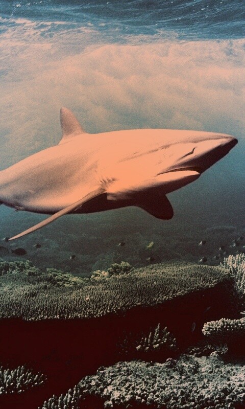 Акула в море обои