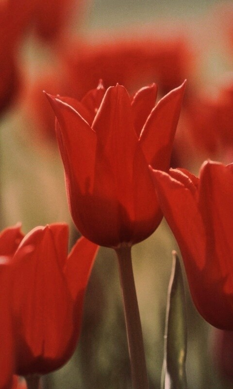 Красные цветы обои