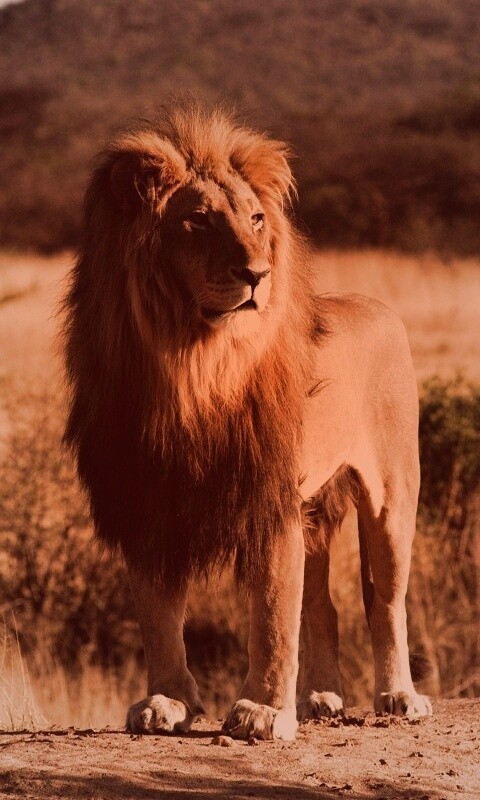 Царь зверей обои