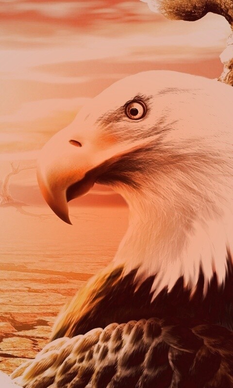 Нарисованный орел обои