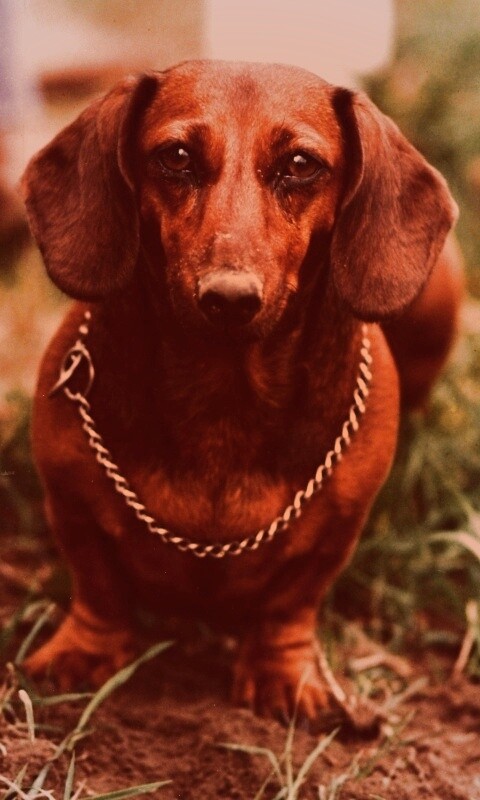 Рыжая такса обои