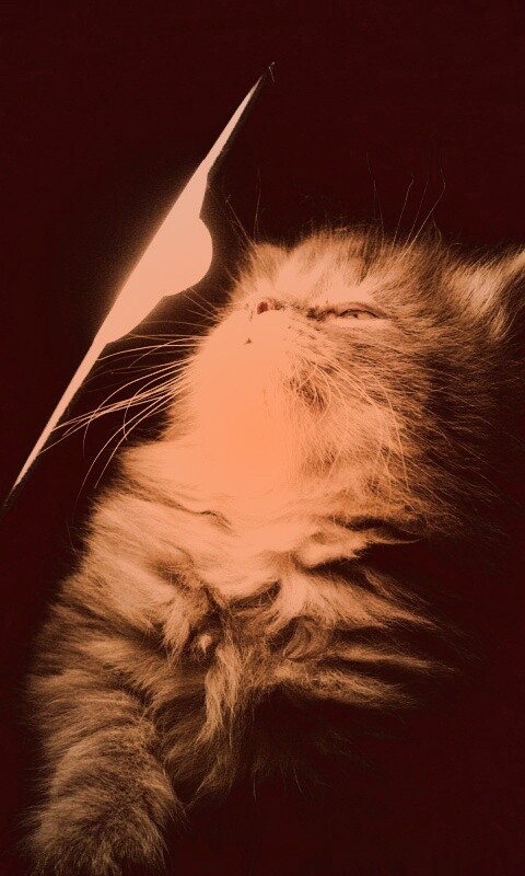 Котя на свету обои